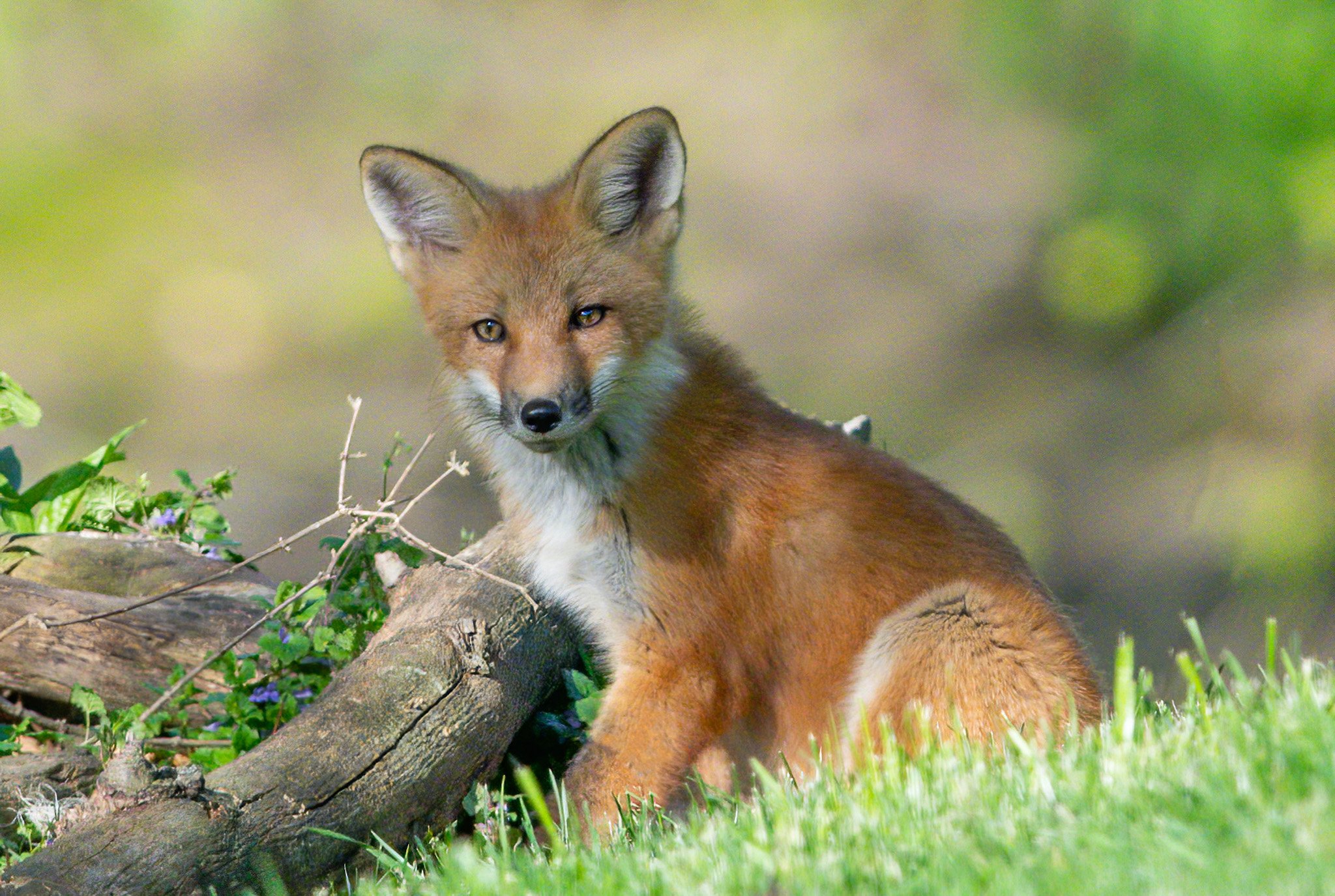 Red Fox