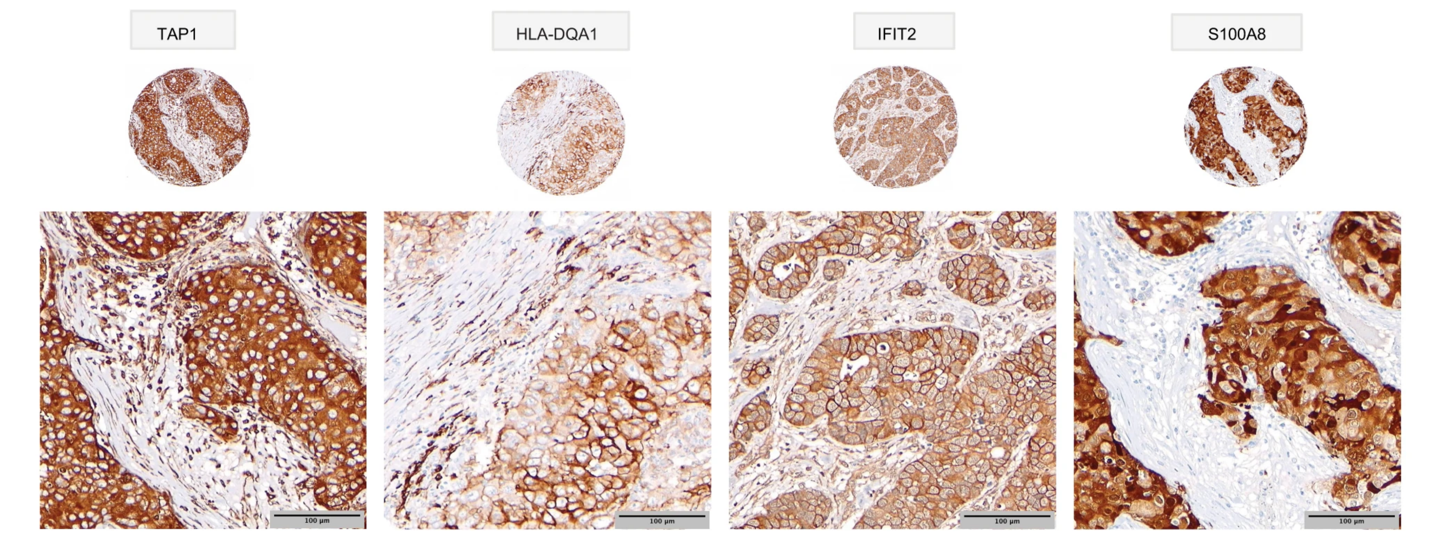 Representative immunohistochemistry image