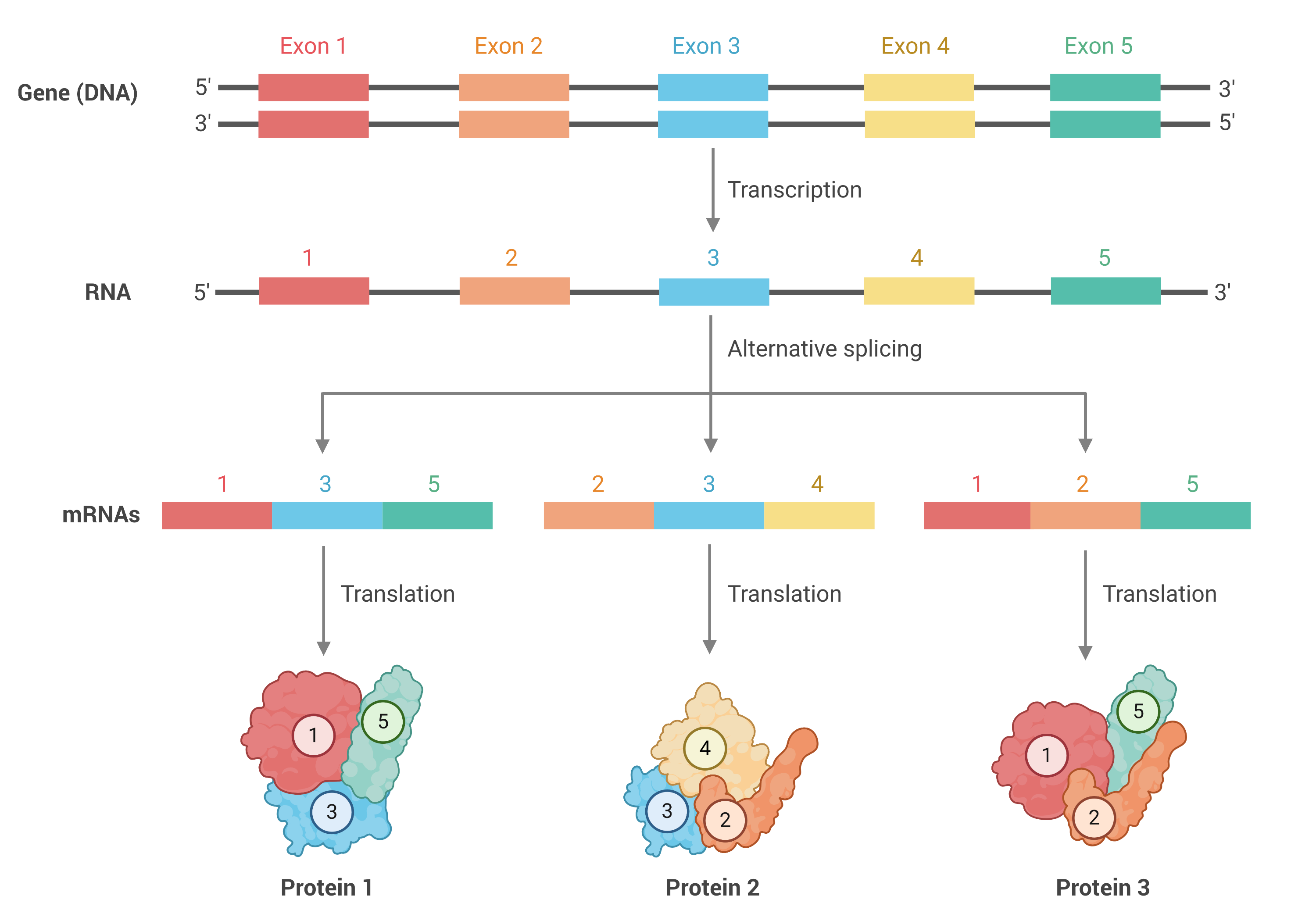 alternative splicing