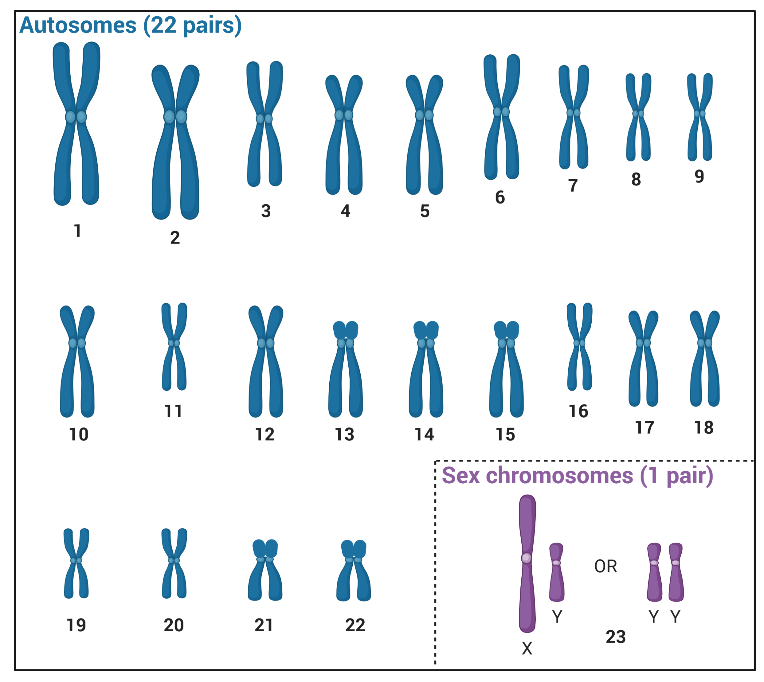 How To Determine Number Of Chromosomes