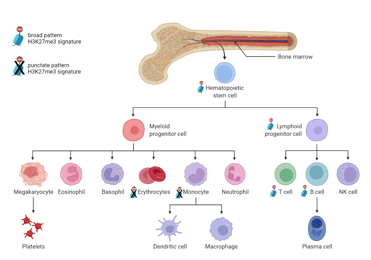 Hematopoietic Differentiation.