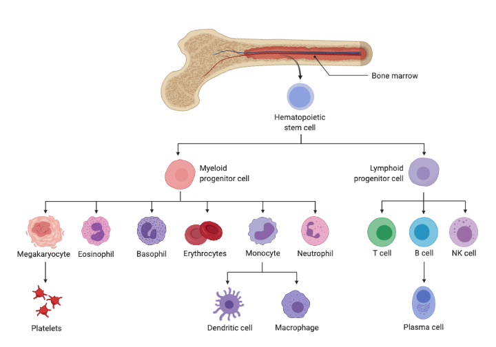 Hematopoiesis