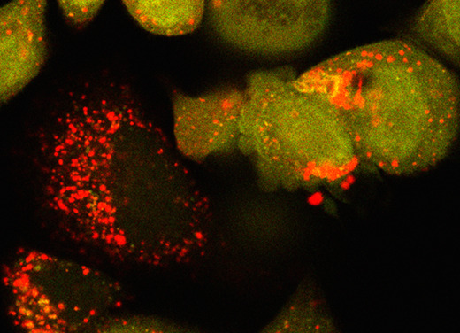 Gorski lab cell photo